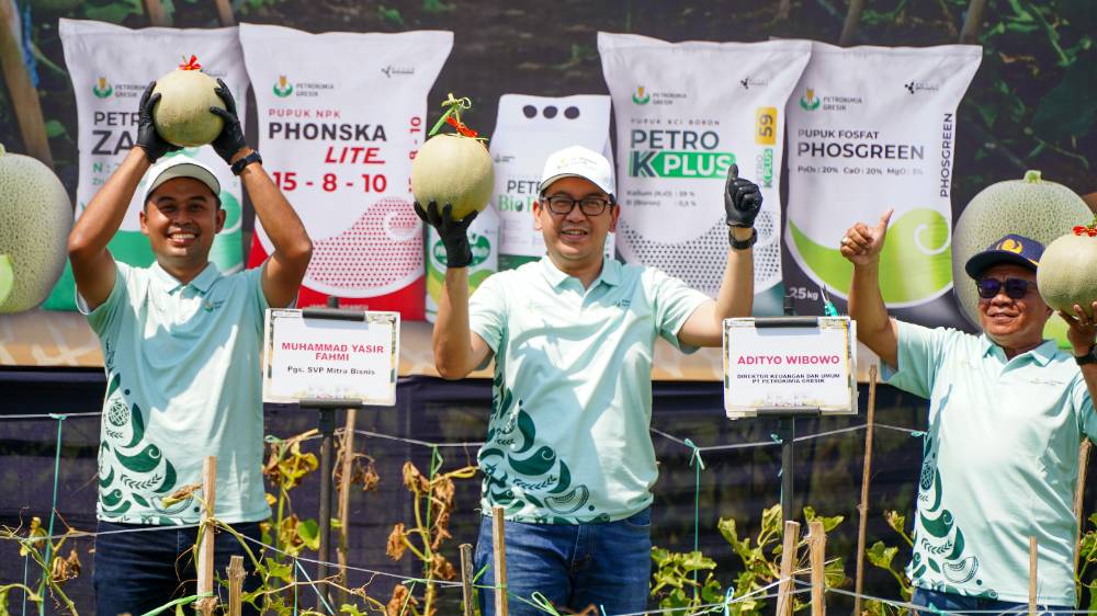 Program Pestani Petrokimia Gresik Dongkrak Produktivitas Melon Pantura hingga 10 Persen