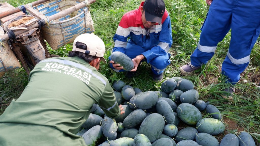 Agroforestri di Desa Pagar Dewa, Solusi Pendapatan Tambahan Bagi Petani