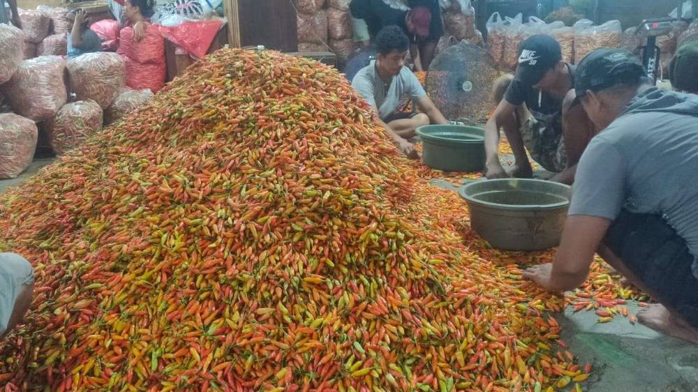 Harga Cabai di Kediri Mulai Turun, Pasokan dari Petani Melimpah