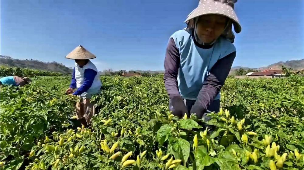 Awal Ramadan, Harga Cabai Rawit di Kediri Melonjak Tajam