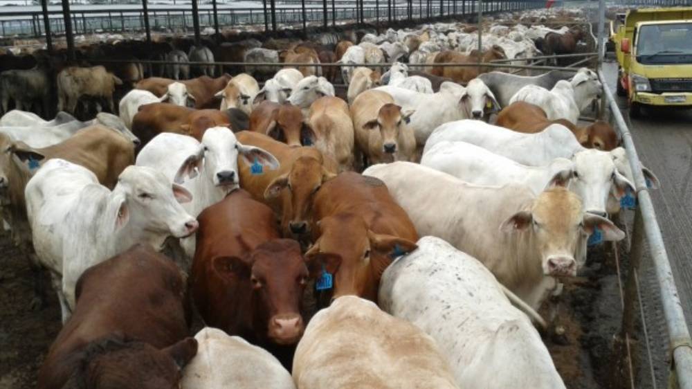 Pemerintah Bidik Sapi Brasil untuk Percepat Swasembada Daging Nasional