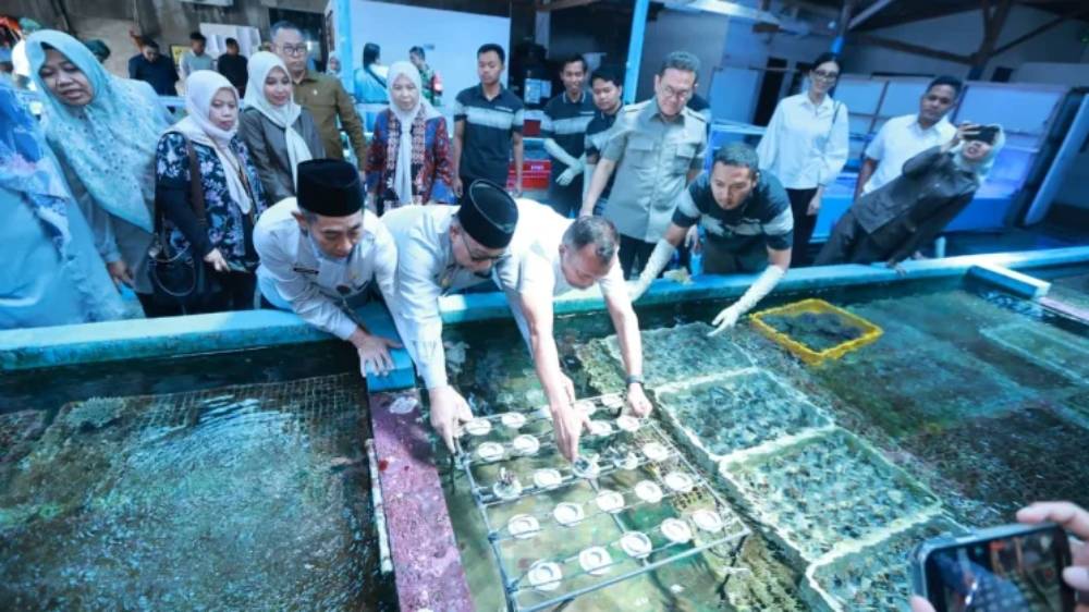 Ekspor Koral Banyuwangi ke AS Capai 2.500 Dolar AS