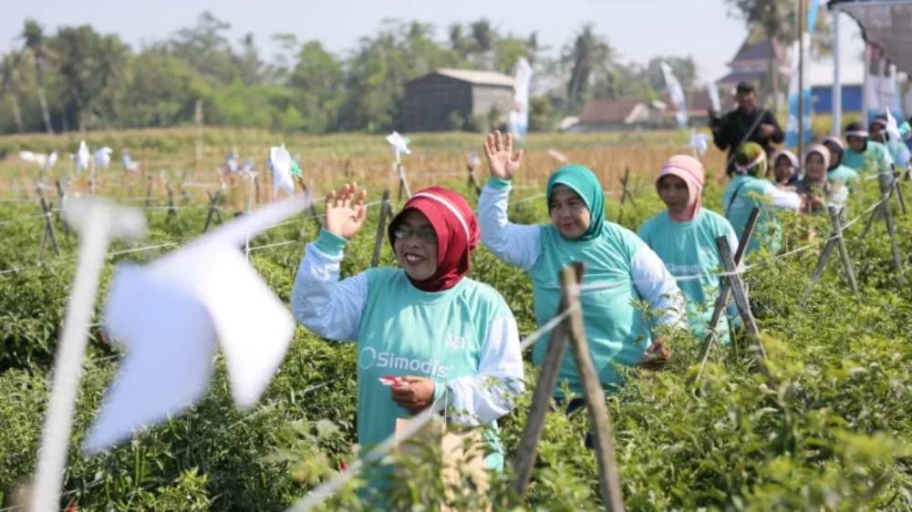 Syngenta Indonesia Luncurkan SIMODIS®, Teknologi Baru Kendalikan Thrips pada Tanaman Cabai